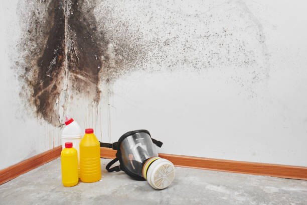 Best Certified Mold Removal  in Encantada Ranchito El Calaboz, TX