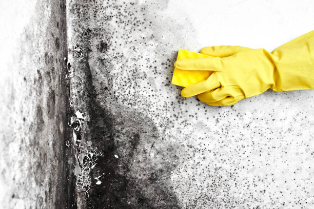 Best Local Mold Removal Service  in Encantada Ranchito El Calaboz, TX