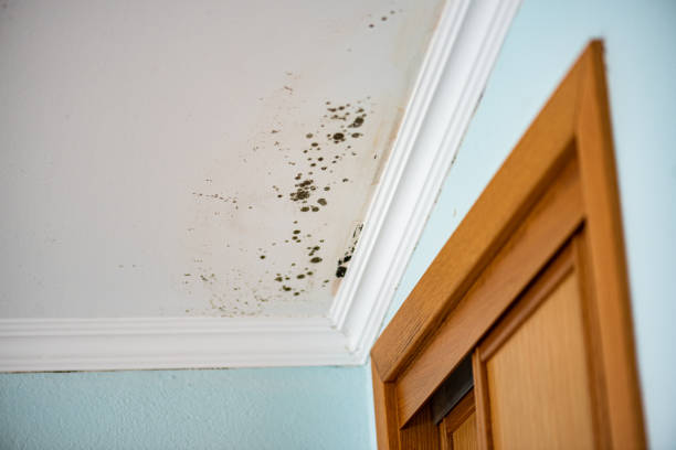 Best Office Mold Removal Services  in Encantada Ranchito El Calaboz, TX