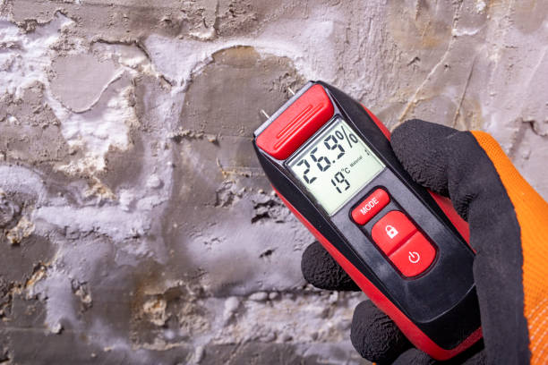 Best Same-Day Mold Removal  in Encantada Ranchito El Calaboz, TX