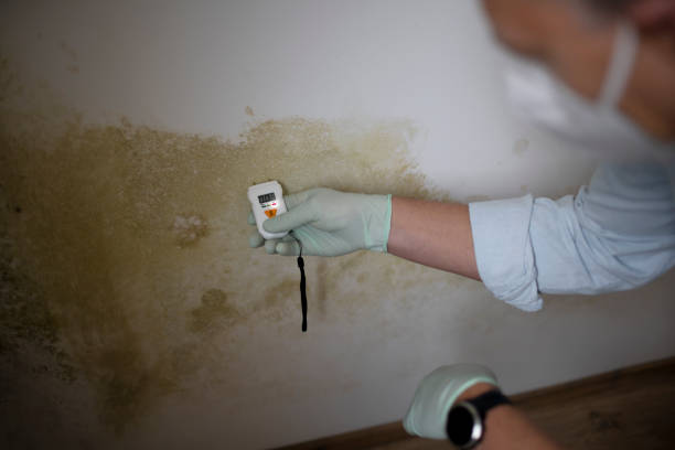 Mold Removal and Inspection in Encantada Ranchito El Calaboz, TX