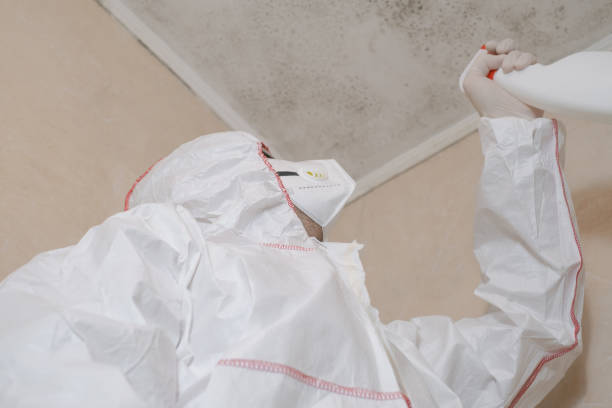 Best Same-Day Mold Removal  in Encantada Ranchito El Calaboz, TX