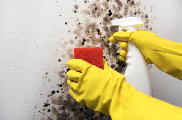 Best Black Mold Removal  in Encantada Ranchito El Calaboz, TX