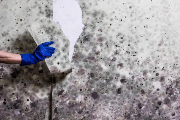 Best Affordable Mold Removal  in Encantada Ranchito El Calaboz, TX