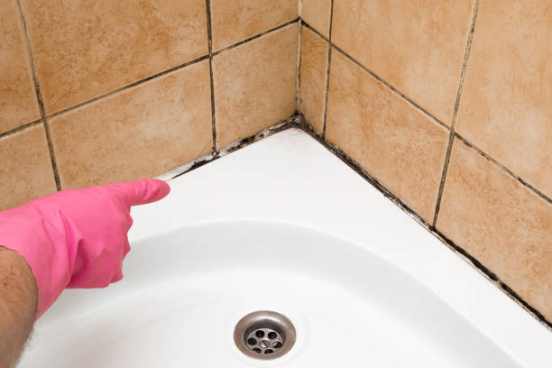 Best Office Mold Removal Services  in Encantada Ranchito El Calaboz, TX
